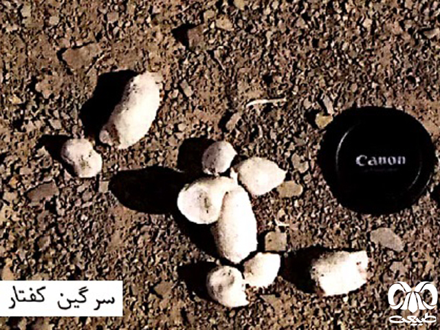 سرگین کفتارها معمولاً به رنگ سفید است سرگین کفتارها